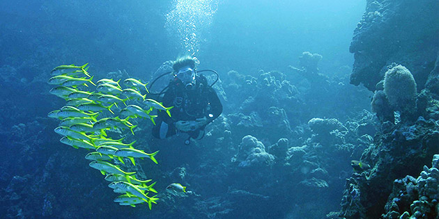 Dr. Hedwig Hanusch-Scheuringer