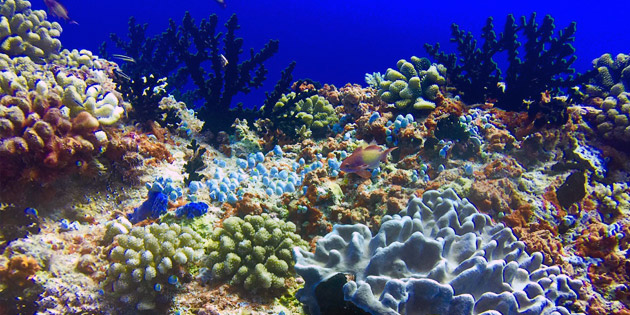 Tauchmedizin Linz Korallen