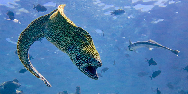 Tauchmedizin Linz Mur&auml;ne